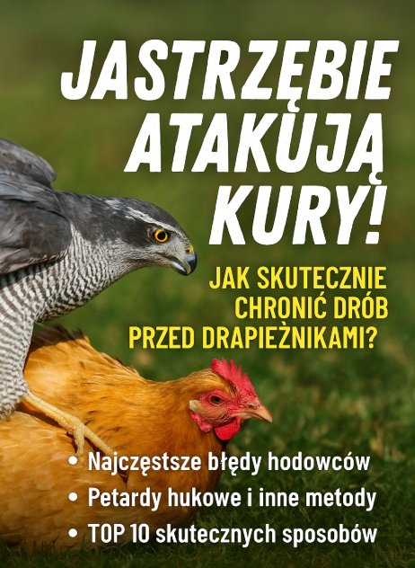 Jastrzębie atakują coraz częściej. Jak skutecznie chronić kury i drób przed drapieżnikami?